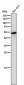 Anti-Wnt5a Rabbit Monoclonal Antibody